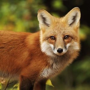 Meet your Posher, Jaden